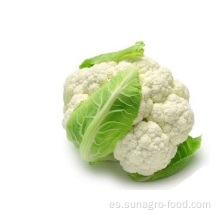 Coliflor fresca de alta calidad